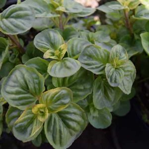 Mentha x piperata 'Rotundifolia' ---